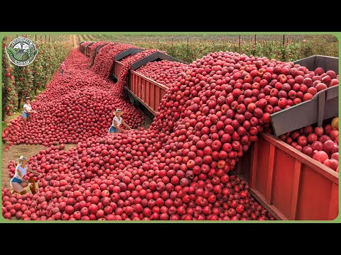 The Most Modern Agriculture Machines Ever - Hauling Million Tons of Fruits & Veggies In Massive Harv