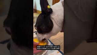 ASMR 宮崎マンゴーの種周りを食べる犬 #ボストンテリア
