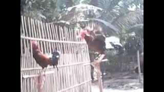 preview picture of video 'Produk Ayam Ketawa di Blitar'
