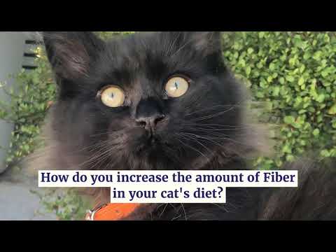 How do you increase the amount of fiber in your cat's diet?