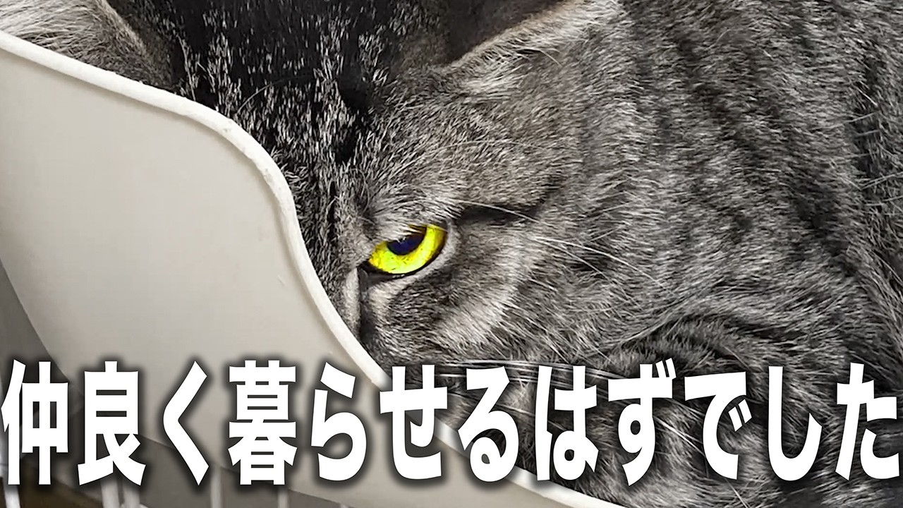 【絶望】想像と違った！保護猫２匹を同時に引き取ったら理想と現実が違いすぎた！けど1年経った結果...【1年密着】