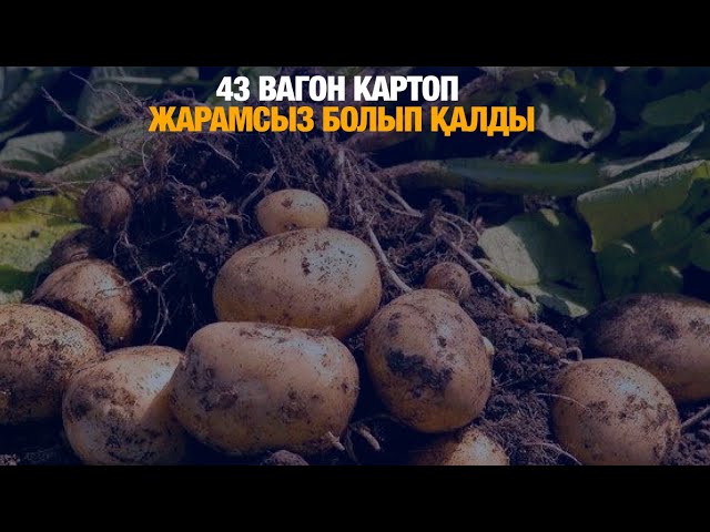 43 вагон картоп жарамсыз болып қалды