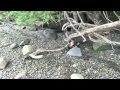 Beachcombing in the Pacific North West