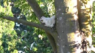 preview picture of video 'Exeter (Ontario), MacNaughton Park, White Squirrels - 02'