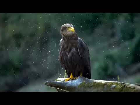 Delta Dunarii - Amazonul Europei Documentar