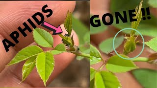 How to Kill Aphids From Rose Plant ! (ORGANIC METHOD)