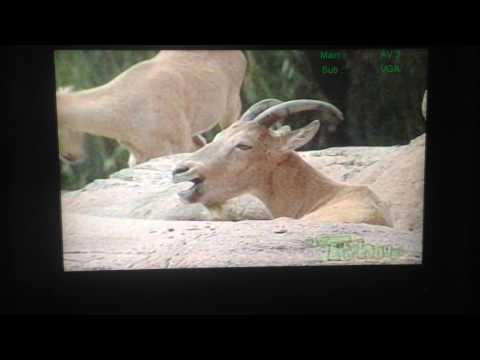 Ants In Your Pants Baa Lu  Music Video