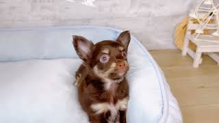 チワワ(ロング)の動画01