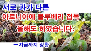 서로 과가 다른 아로니아에 블루베리 접붙이기. 올해에도 도전하였습니다.-지금까지 상황입니다.장미과인 아로니아…