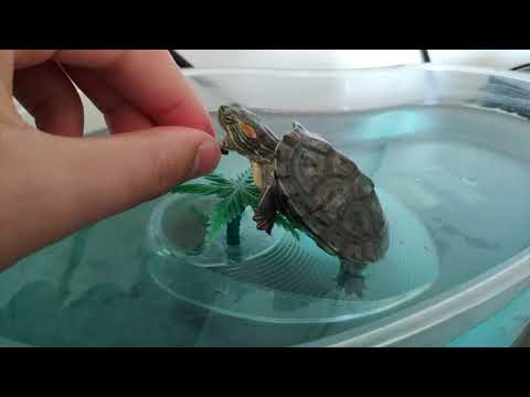 Su kaplumbağası beslenme saati (water turtle)