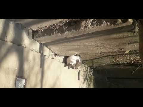 Fantasy Time @ Filiasi Dolj Romania (The Garden is Beautiful)