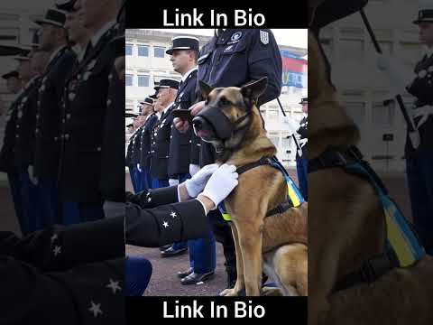Hero Dog Awarded Medal of Honor | Military Working Dog Ceremony #shorts