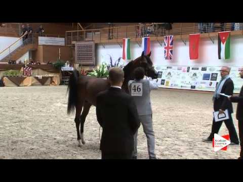 N 46 EKS AMIR   Prague Intercup 2015   Colts 3 years old Class 6