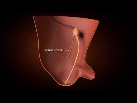 Development of inguinal Canal