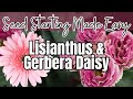 🌱 Lisianthus And Gerbera Daisy FROM SEED | Seed Starting Made Easy