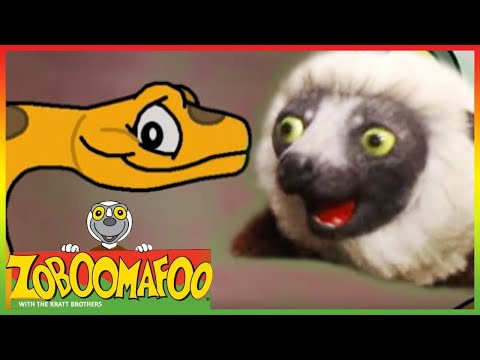 Zoboomafoo 201 - Colourful Snakes (Full Episode) - Cute Animals | Show for Kids