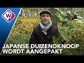 Den Haag strijdt tegen Japanse duizendknoop - OMROEP WEST