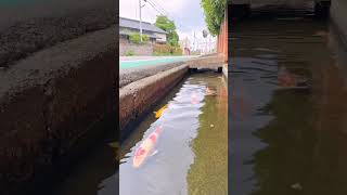 Download lagu Ikan koi di selokan Jepang #koi #shorts mp3 Download lagu Ikan koi di selokan Jepang #koi #shorts mp3