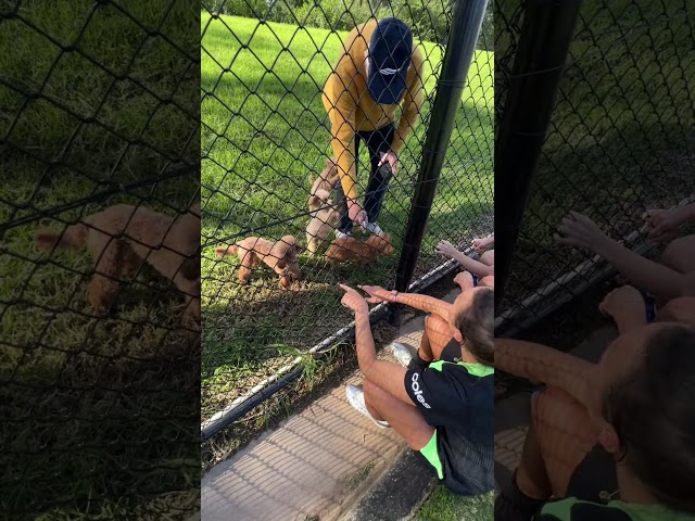 Nothing will stand between us and patting some dogs! 🐶#Matildas