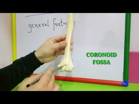HUMERUS - GENERAL FEATURES BY DR MITESH DAVE