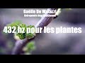 432Hz Music stimulation for plant health/ Musique pour les plantes