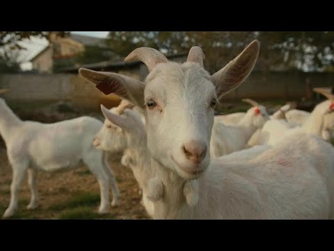 ISTARSKA KOZA ( POVRATAK ŽIVOTINJAMA )