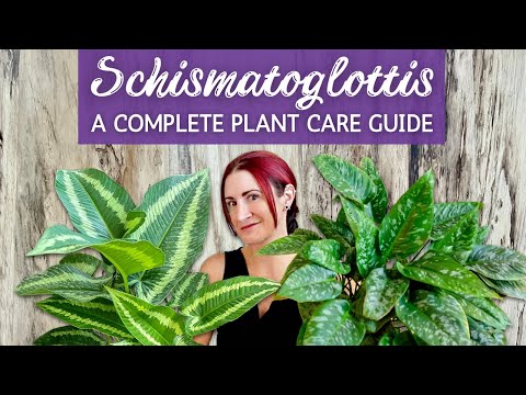 Complete Schismatoglottis Houseplant Care Guide | Caring for Schismatoglottis Houseplant Indoors