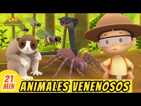 Animales Venenosos Episodio Compilación (Español) - Leo, El Explorador | Animación - Familia - Niños