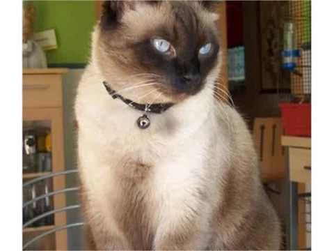 Tonkinese cat domestic cat medium size cat picture collections