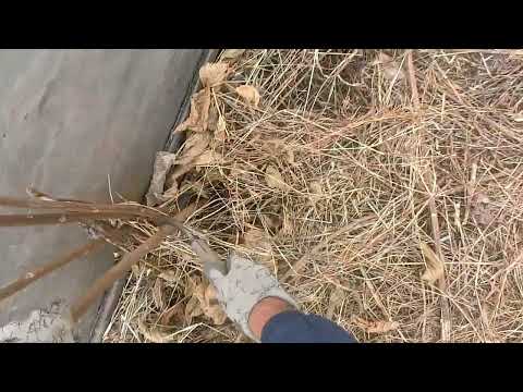 オーガニックが必ずしも優れているわけではない