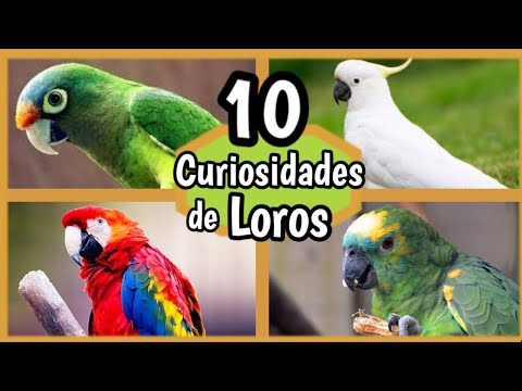 LOROS - 10 Datos que NO Conocías de Loros habladores 🦜 Cuidados, Alimentación
