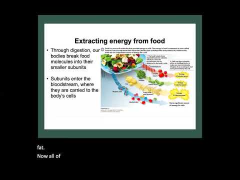Metabolism (Biology 155)