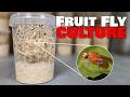 How To Setup A Fruit Fly Culture