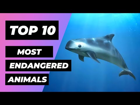 TOP 10 Most ENDANGERED Animals In The World | 1 Minute Animals