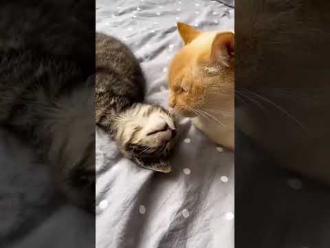 how two cats become friends within 7 days.