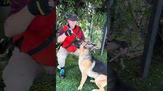 Video preview image #1 German Shepherd Dog Puppy For Sale in Pasadena, CA, USA