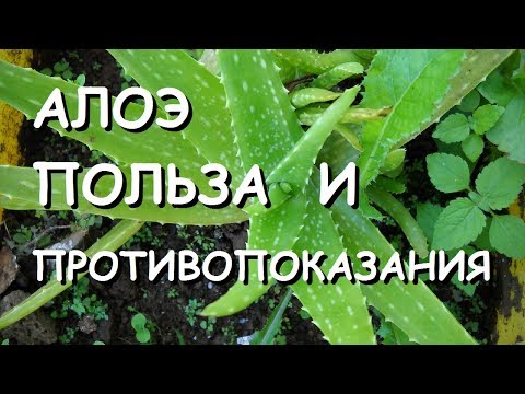 Алоэ. Лечебные свойства и противопоказания.