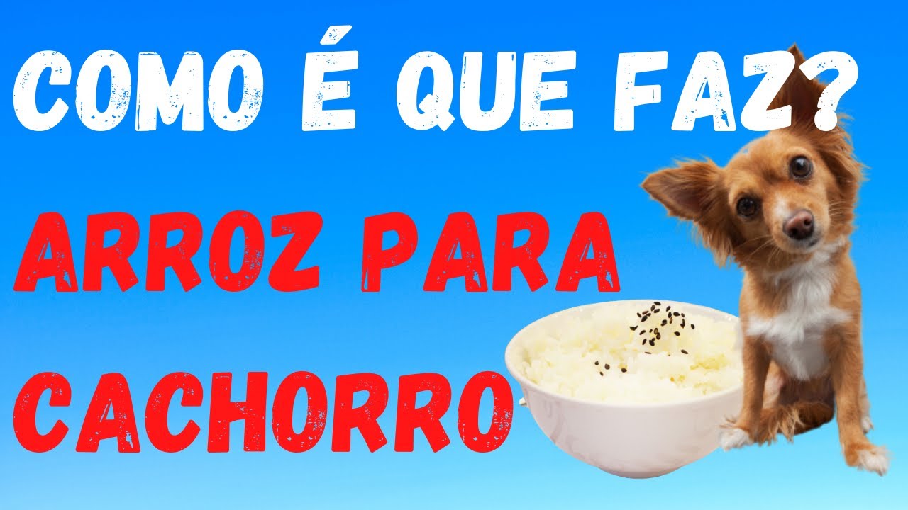 Saiba Exatamente como Fazer Arroz para o Seu Cachorro