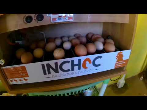 Review de chocadeira de ovos com compartimento para até 50 ovos de galinha #agronegocio
