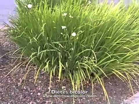 download lagu mp3 mp4 Dietes Bicolor Pruning, download lagu Dietes Bicolor Pruning gratis, unduh video klip Dietes Bicolor Pruning