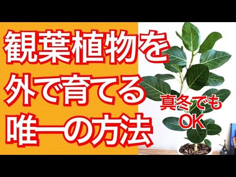園芸 冬に室内植物を育てる