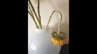 lost - charles bukowski