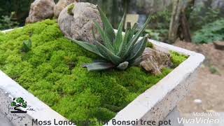 preview picture of video 'Moss Landscape for Bonsai pot| Sree Bonsai Zone |The Bonsai Zone | In Tamil #Bonsai'