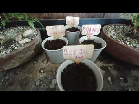 How To Plant 'Home Grown' Bonsai Kit in 10 Minutes - Gift from @LetsDoBonsai - Jan 2022