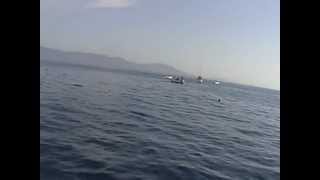preview picture of video 'Dauphins à L'ile de Port Cros avec Aroma Essentiel'