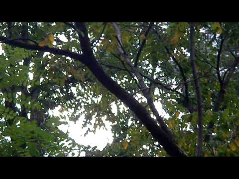 Bear eating acorns in a 40 foot oak tree