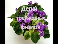 Детки трейлерных фиалок спустя месяц. Детки трейлерных фиалок спустя месяц.