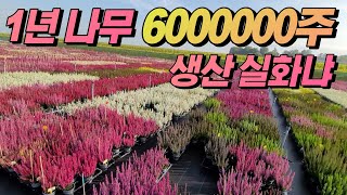 주문만 2년치 밀려있는 네덜란드 나무농원 긴급 방문기 (feat.안PD)