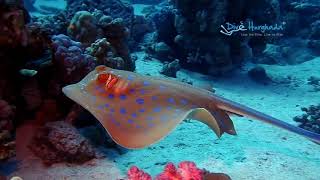 Daily dive - Dive Hurghada