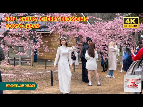 4k hdr japan Cherry Blossoms 2024 | Sakura Walk in Yoyogi Park（代々木公園）| Relaxing City ambience